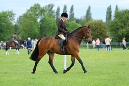 H36_8120 2026