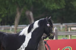 18 Coloured Native Horse In Hand