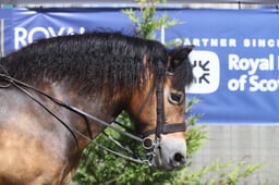 583 HOYS Ridden Exmoor & Shetland