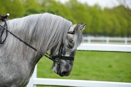 70 M&M Pure Novice Fell Dales & High