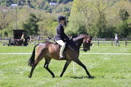 99 Open Show Pony 148cm