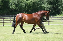 H131 Cleveland Bay Mare