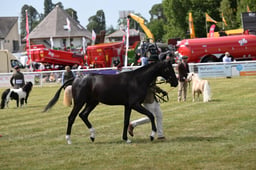 Sport Horse Breeding