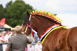 E36_2040 2026