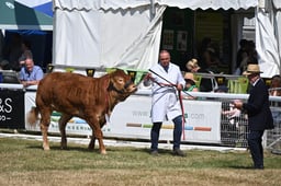 British Limousin