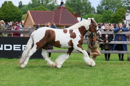 S28_8625 2026
