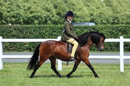 H19 Novice Ridden Dart Ex Shet
