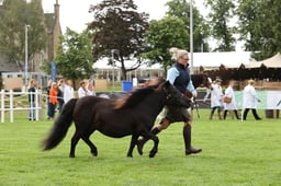 429 Mares with Foals