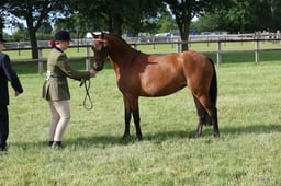 H158 Part Bred In Hand 2 & 3yrs