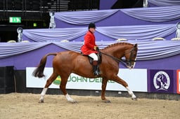 33c Heavyweight Show Hunter