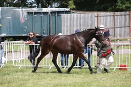 H149-147 RIDING HORSE IN HAND CHAMPIONSHIP
