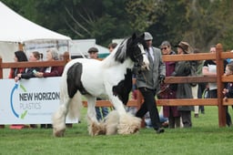 24 Coloured Native Pony In Hand