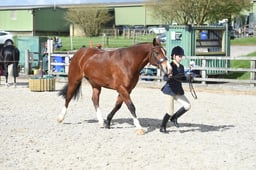 Class 07 In Hand Cob & Maxi Cob