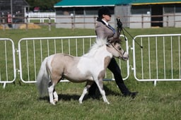 H221 Miniature Mare or Gelding