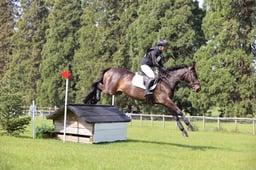 151 SHEEPDROVE POPPY
