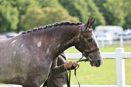 H117 Hunter 2 years old