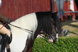 S61_0015 2026