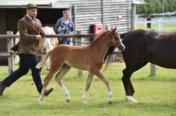 CLH71 Welsh B Colt  Filly Foal