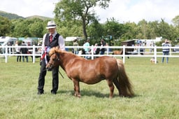 H36-34 MINI SHETLAND CHAMPIONSHIP