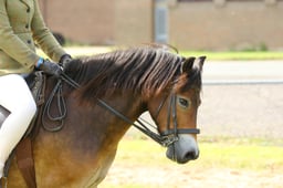 102H M&M Ridden Exmoor & Shetland