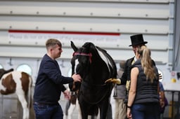 Coloured Non Native Horse of the Year