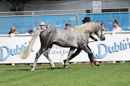 Connemara Stallion Parade