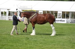 H274 HOYS Shire In Hand