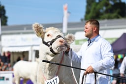 British Charolais