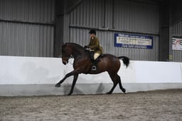 Class 72b LIHS Rising Star Working Hu – 3’3ft