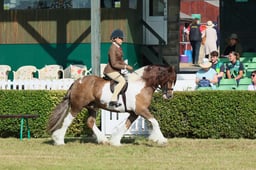 S61_0443 2026