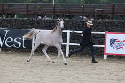 34 BNC Pure Bred Colts 1yr