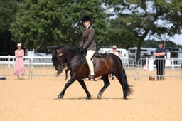 101I M&M Ridden Dartmoor