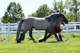 32-33 M&M In Hand Youngstock Large Breeds