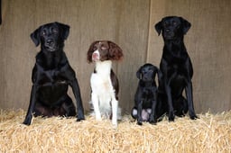 Nellie, Lacey, Inca, Nova