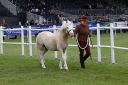 486 Stallions