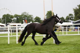 514 Fells Dales & New Forest 2 or 3 YO