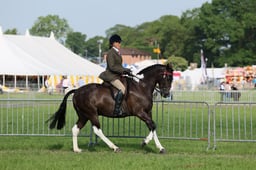C34_0498 2026