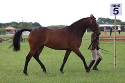 J36_5599 2026