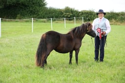 107 Standard Shetland Youngstock