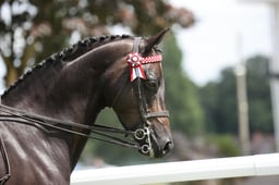 08 HOYS Show Pony 138cm