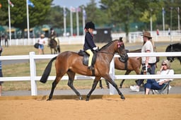 107B First Ridden Show Pony