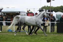 E31_4015 2026