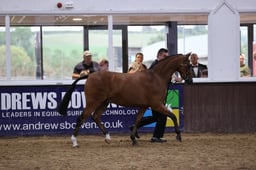 03 Show Hunter Pony Supreme Championship