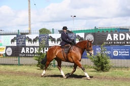 Side Saddle Championships