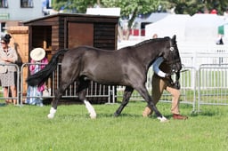 C33_0279 2026