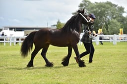 CLH40 Dales Fell Highland Foal Yearling