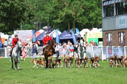Parade of Hounds