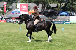 139 Welsh D Stallions