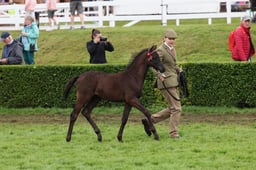 Riding Pony Breeding