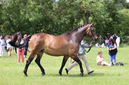 J36_6994 2026